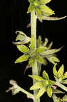 Green false hellebore